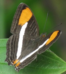 Adelpha abia