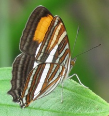 Adelpha abia