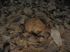 Butyriboletus persolidus
