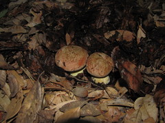 Butyriboletus persolidus