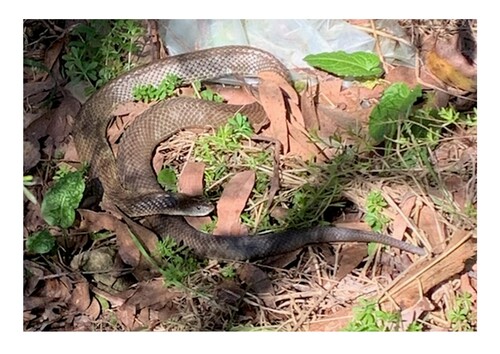 Tiger Snake sighting