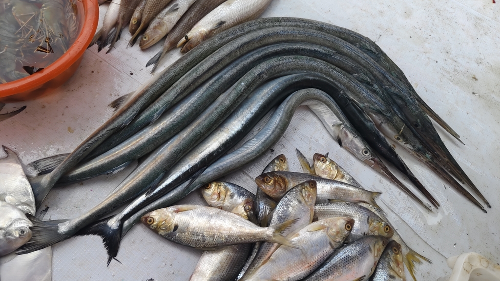 Pacific needlefish (Strongylura anastomella) — Belonidae