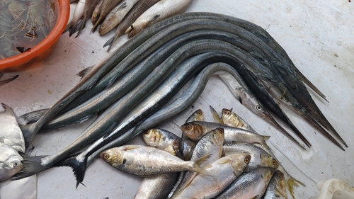 Pacific needlefish (Strongylura anastomella) — Belonidae