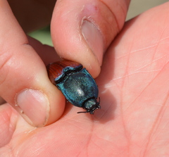 Chalcolepidius rubripennis