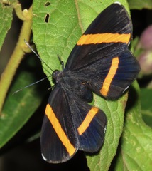Panara soana