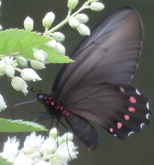 Parides burchellanus