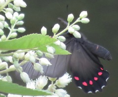 Parides burchellanus