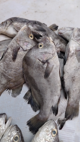 Hapalogenys nigripinnis observed 2025-09-14
