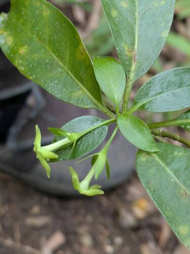Kadua acuminata, 2025-09-04