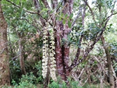 Weinmannia tinctoria