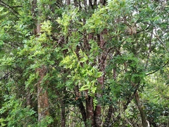 Weinmannia tinctoria