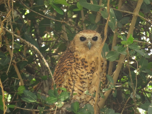 Pel's Fishing Owl (Scotopelia peli), photo 10