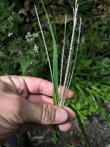 Digitaria stricta observed 2025-09-04