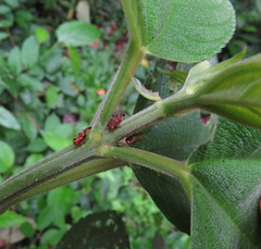 Maturnaria ephippigera