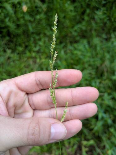 Echinochloa colonum observed 2025-09-04