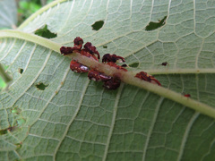 Maturnaria ephippigera