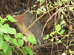 Gorsachius leuconotus