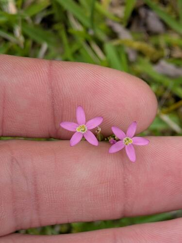 Centaurium erythraea observed 2025-09-04