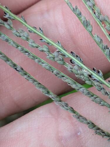 Digitaria stricta observed 2025-09-04