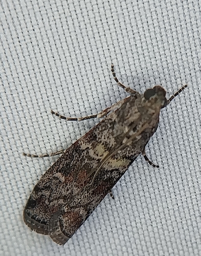 Spruce Coneworm Moth photo 2