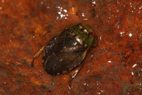 Pelocoris femoratus photo 3