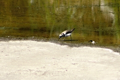 Charadrius dubius