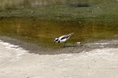 Charadrius dubius
