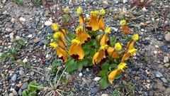 Calceolaria uniflora