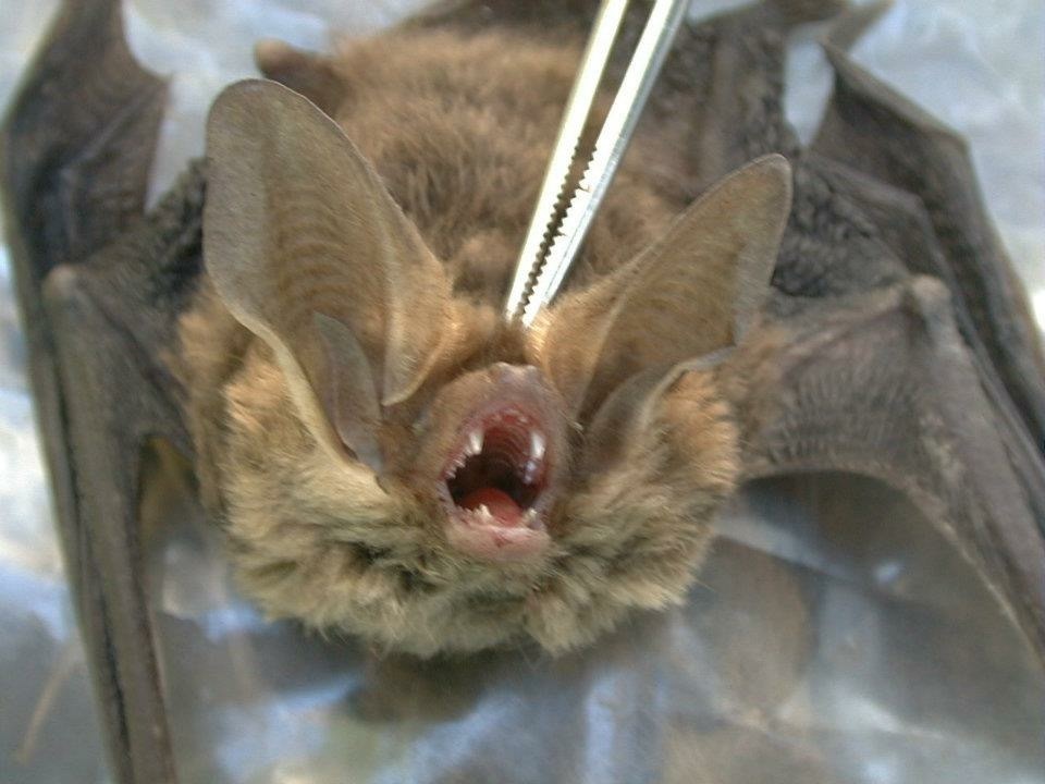 Southern Big-Eared Brown Bat