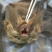 Southern Big-eared Brown Bat - Photo (c) myotischile, some rights reserved (CC BY-NC), uploaded by myotischile