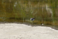 Charadrius dubius