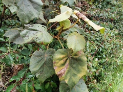 Dombeya reclinata
