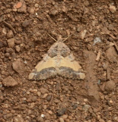 Frederickia hypaethrata