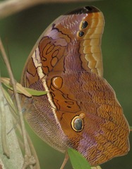 Eryphanis lycomedon