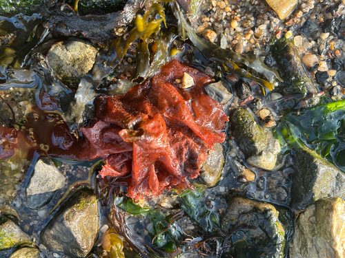 Grinnellia americana observed 2025-09-14