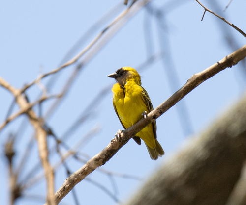 Little Weaver (Ploceus luteolus), photo 7