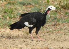 Red-Throated Piping-Guan photo 4