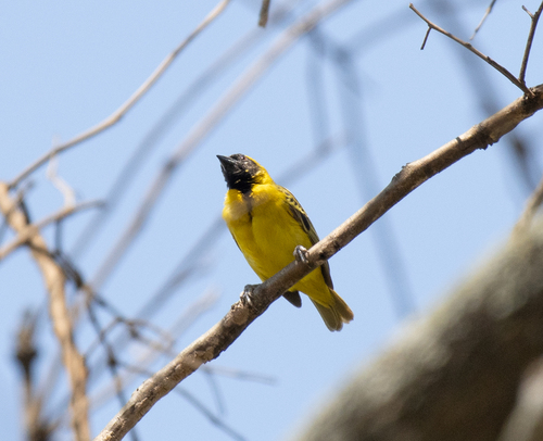 Little Weaver (Ploceus luteolus), photo 8