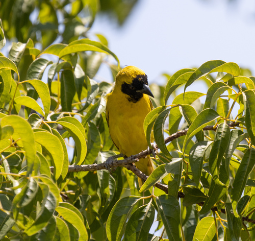 Little Weaver (Ploceus luteolus), photo 9