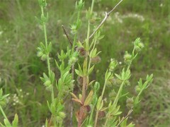 Galium virgatum