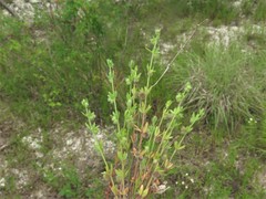 Galium virgatum