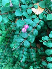 Symphoricarpos × chenaultii
