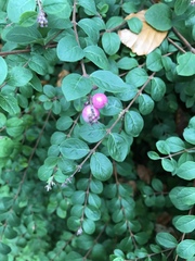 Symphoricarpos × chenaultii