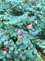 Symphoricarpos × chenaultii