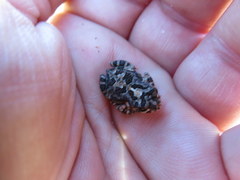 Poyntonophrynus fenoulheti