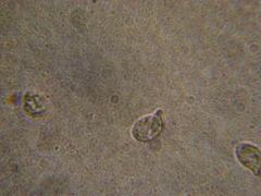 Rhodocybe nitellina image