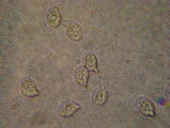 Rhodocybe nitellina image