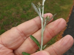 Gamochaeta argyrinea