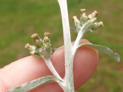 Gamochaeta argyrinea