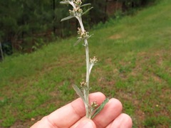 Gamochaeta argyrinea